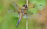 Four-spotted Chaser (Male, Libellula quadrimaculata)